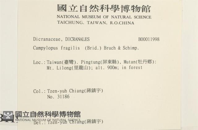 脆枝曲柄蘚藏品圖，第2張