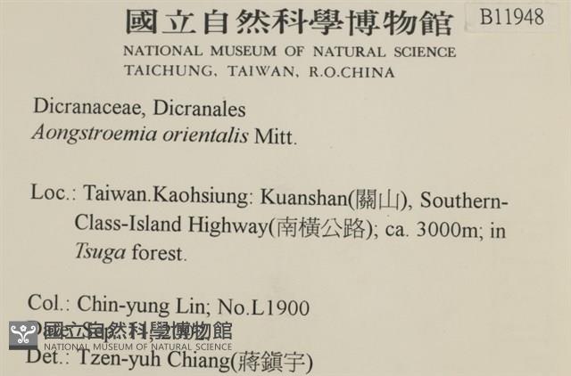 東亞昂氏蘚,東方昂氏蘚藏品圖，第2張