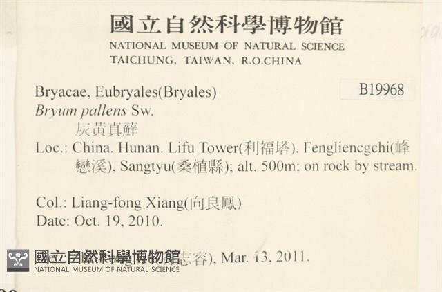 灰黃真蘚藏品圖，第2張