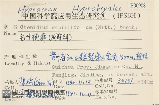 細葉櫛葉蘚, 毛葉梳蘚藏品圖，第2張