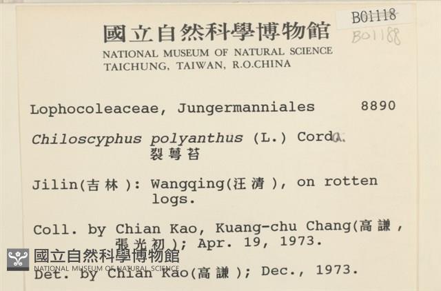 多胞裂萼苔藏品圖，第2張