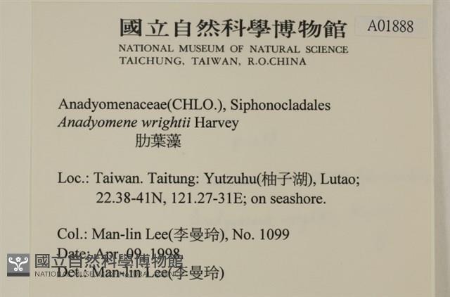 浮網藻, 肋葉藻藏品圖，第2張