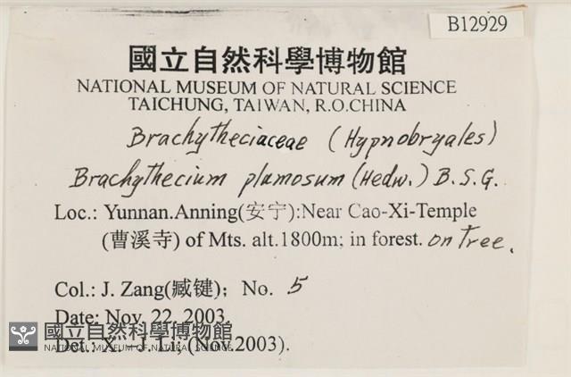 羽枝青蘚藏品圖，第2張