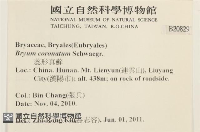 蕊形真蘚藏品圖，第2張