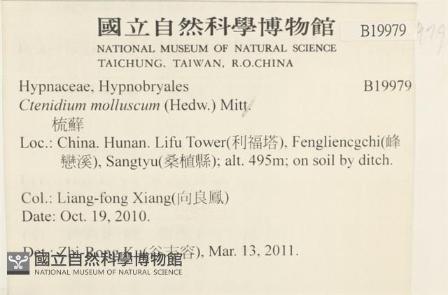 柔軟櫛葉蘚藏品圖，第2張