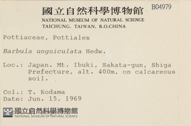 扭口蘚藏品圖，第2張