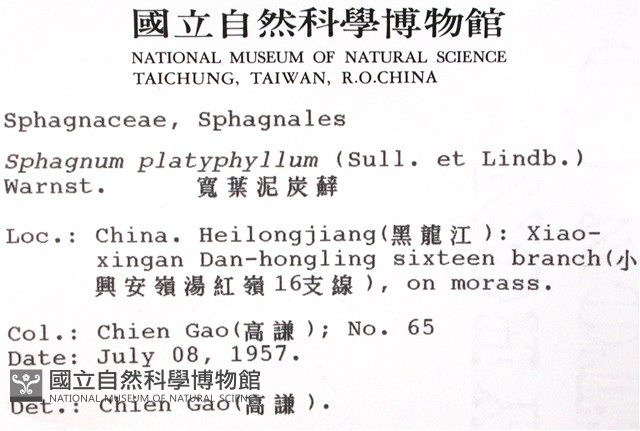 寬葉泥炭蘚藏品圖，第2張