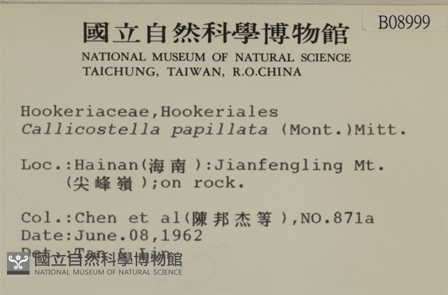強肋蘚藏品圖，第2張