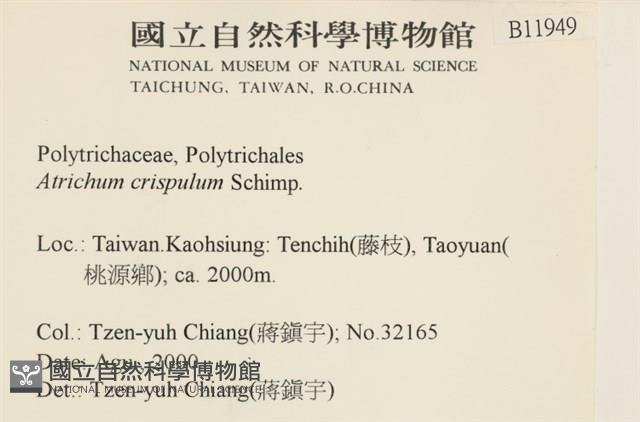 卷葉仙鶴蘚藏品圖，第2張