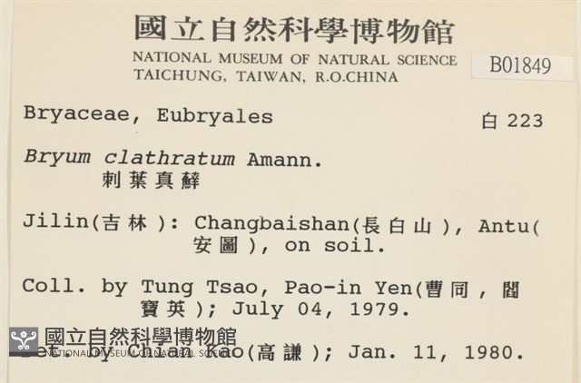 刺葉真蘚藏品圖，第2張
