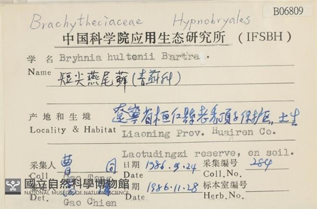 短尖燕尾蘚藏品圖，第2張