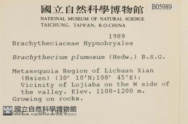 羽枝青蘚藏品圖，第2張