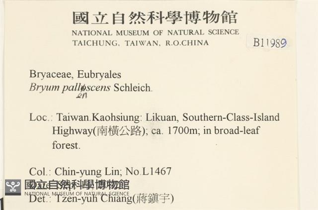 黃色真蘚藏品圖，第2張