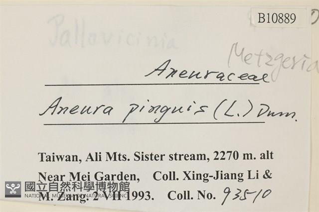 綠片苔藏品圖，第2張