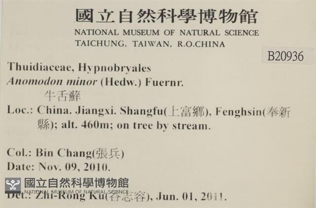 小牛舌蘚藏品圖，第2張