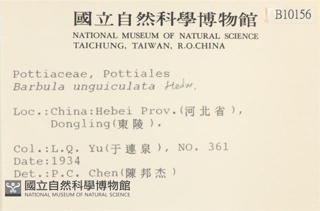 扭口蘚藏品圖，第2張