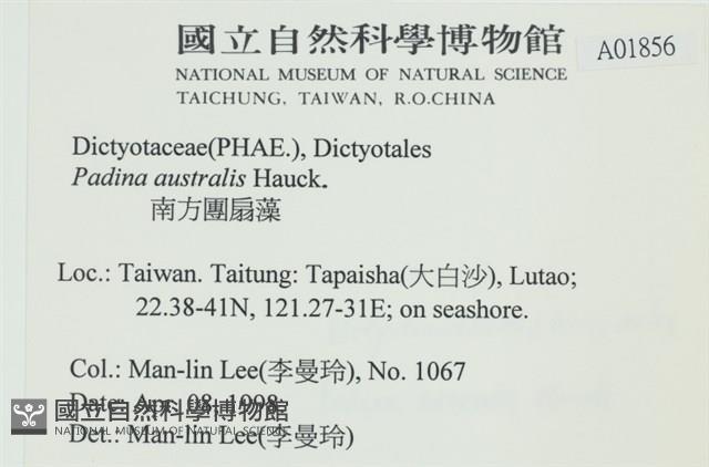 南方團扇藻藏品圖，第2張