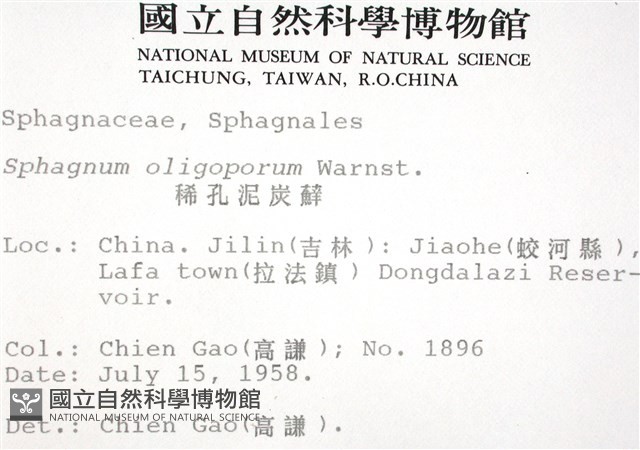 稀孔泥炭蘚藏品圖，第2張