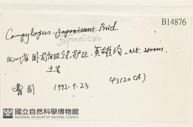 日本曲柄蘚藏品圖，第2張