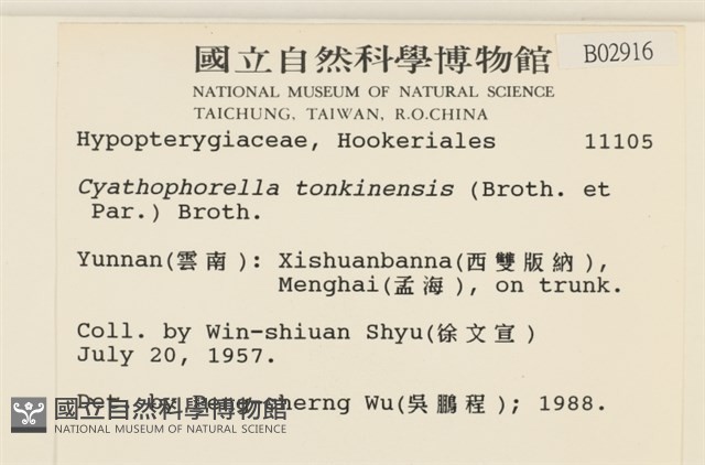 粗齒雉尾蘚藏品圖，第2張