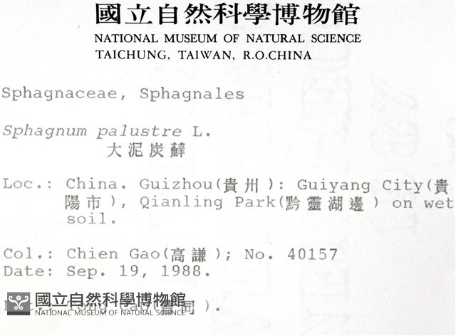 大泥炭蘚藏品圖，第2張