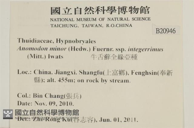 小牛舌蘚藏品圖，第2張