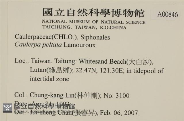 盾葉蕨藻藏品圖，第2張