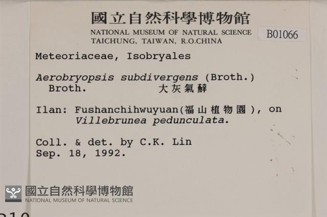 大灰氣蘚藏品圖，第2張