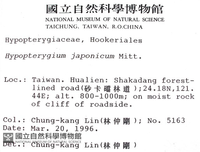 日本孔雀蘚藏品圖，第2張