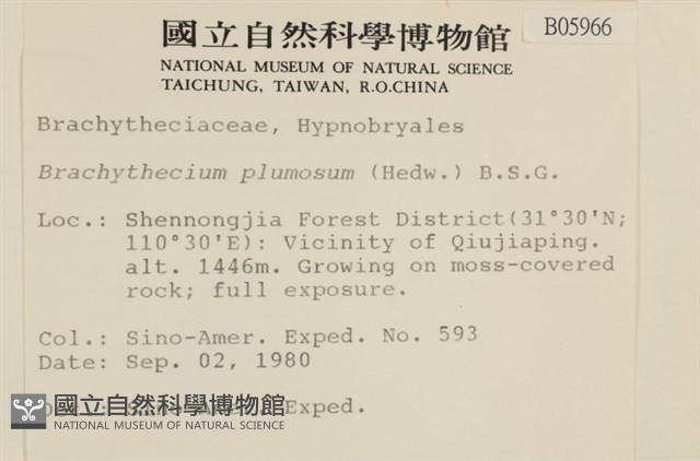 羽枝青蘚藏品圖，第2張