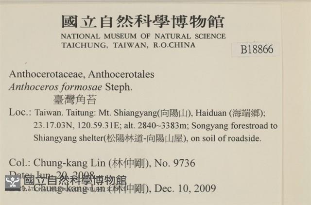 臺灣角苔藏品圖，第2張
