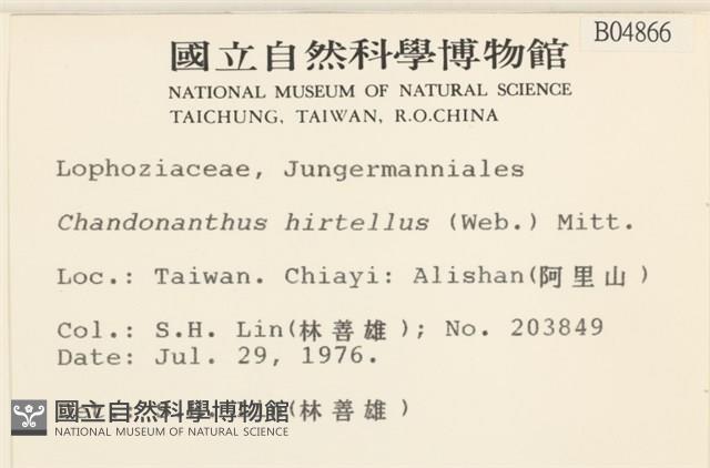 齒邊廣萼苔藏品圖，第2張