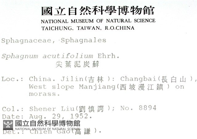 銳葉泥炭蘚藏品圖，第2張