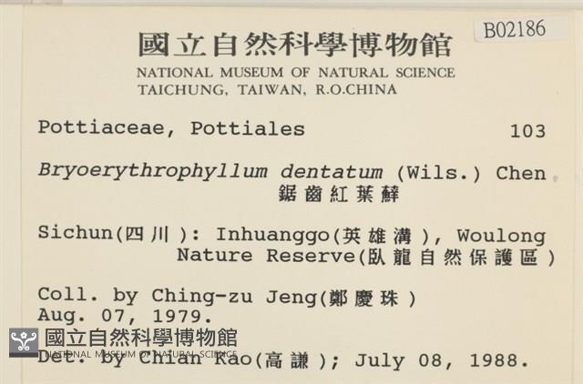 鋸齒紅葉蘚藏品圖，第2張