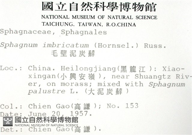 覆葉泥炭蘚, 毛壁泥炭蘚藏品圖，第2張