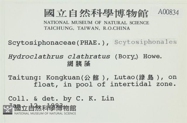 網胰藻藏品圖，第2張