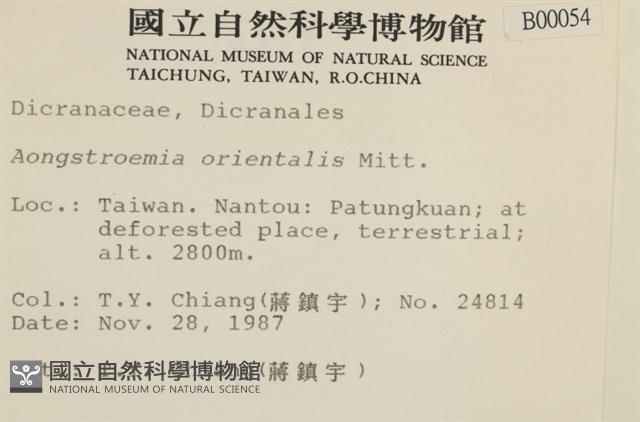 東亞昂氏蘚,東方昂氏蘚藏品圖，第2張