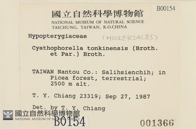 粗齒雉尾蘚藏品圖，第2張