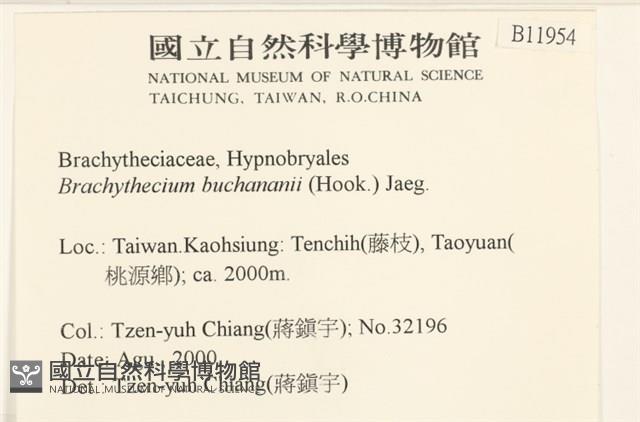 細枝青蘚藏品圖，第2張