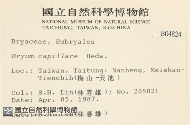 細葉真蘚藏品圖，第2張