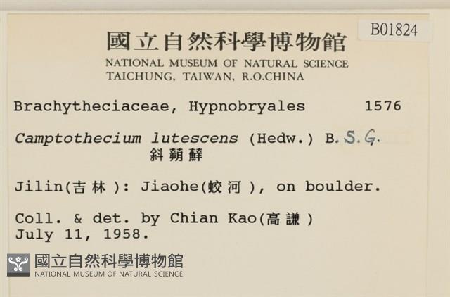 斜蒴蘚, 黃斜蒴蘚藏品圖，第2張