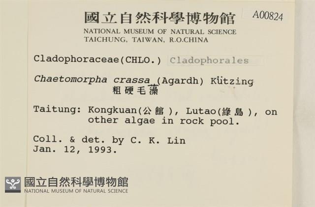 粗硬毛藻, 綠苔藏品圖，第2張