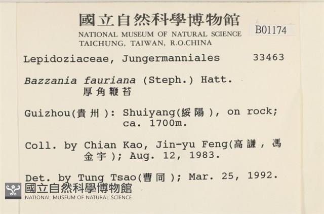 厚角鞭苔藏品圖，第2張