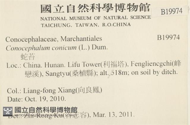 蛇苔藏品圖，第2張