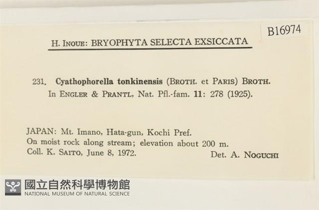 粗齒雉尾蘚藏品圖，第2張