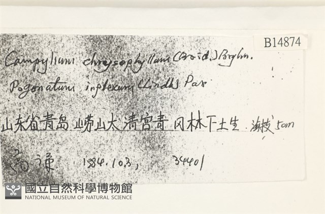 黃葉細濕蘚藏品圖，第2張