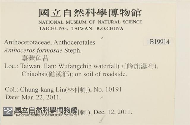 臺灣角苔藏品圖，第2張