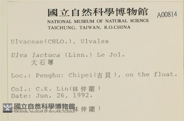 大石蓴, 石蓴藏品圖，第2張