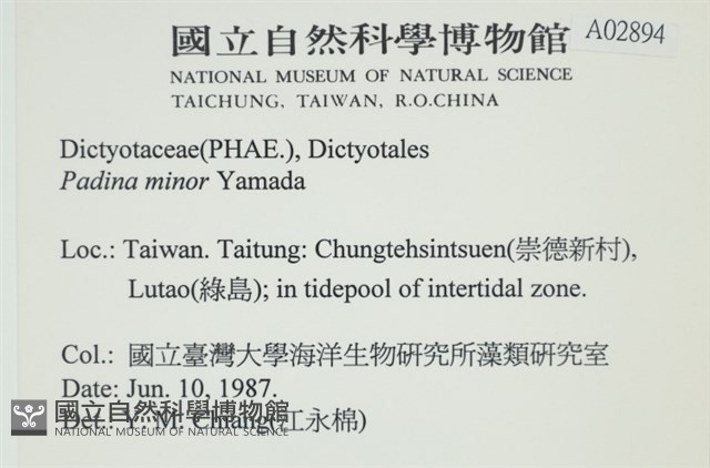 小團扇藻藏品圖，第2張