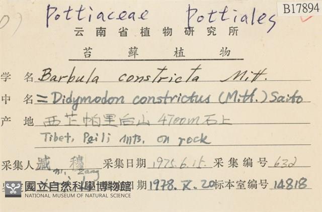 尖葉扭口蘚藏品圖，第2張